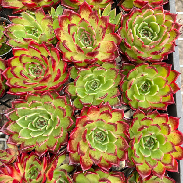 succulent night Echeveria 'Dark night'