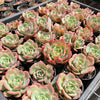 Echeveria 'Petrelia' | Korea Form