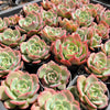 Echeveria 'Petrelia' | Korea Form