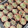 Echeveria 'Petrelia' | Korea Form