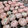 Echeveria Caroline
