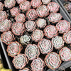 Echeveria Caroline