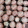 Echeveria Caroline