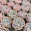 Echeveria Caroline