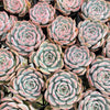 Echeveria Caroline