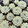 Echeveria 'Californica Queen'