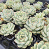 Echeveria 'Californica Queen'