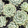 Echeveria 'Californica Queen'