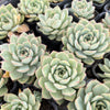 Echeveria 'Californica Queen'