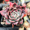 Echeveria 'Hyalina Surprise'