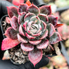 Echeveria 'Hyalina Surprise'