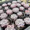 Echeveria 'Amanda'