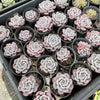 Echeveria 'Amanda'