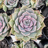Echeveria Hyalina x Echeveria Romeo Ebony