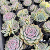 Echeveria Hyalina x Echeveria Romeo Ebony