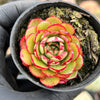 Echeveria 'Yin Lisa'