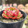 Echeveria 'Yin Lisa'