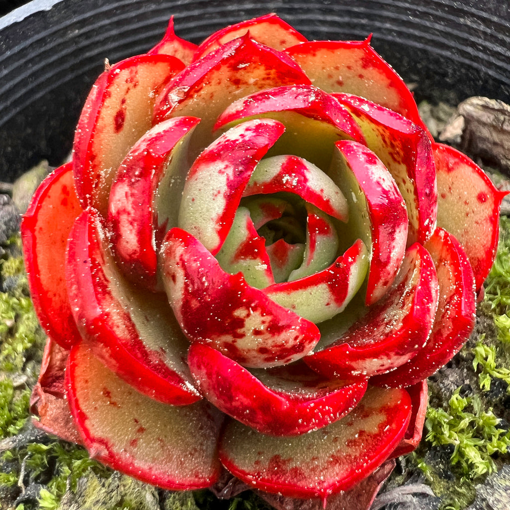 Echeveria 'Yin Lisa'