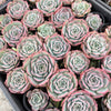 Echeveria 'Lovely Bear' | Korea Form