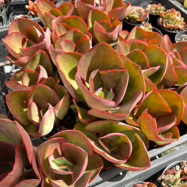 big red succulent Echeveria 'Big Red' – LET LOVE GROW (Succulent & Cactus)