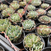 Echeveria 'Fly To The Sky' (PKJ)