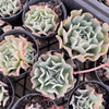 Echeveria 'Fly To The Sky' (PKJ)