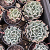 Echeveria 'Fly To The Sky' (PKJ)