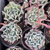 Echeveria 'Fly To The Sky' (PKJ)