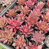 Echeveria Red Psyche
