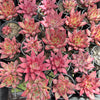 Echeveria Red Psyche