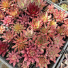 Echeveria Red Psyche