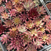 Echeveria Red Psyche