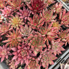 Echeveria Red Psyche