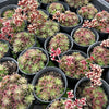 Crassula sp. transvaal drakensberg