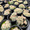 Graptopetalum pachyphyllum