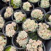 Graptopetalum pachyphyllum