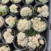Graptopetalum pachyphyllum