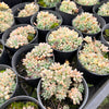 Graptopetalum pachyphyllum