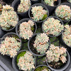 Graptopetalum pachyphyllum