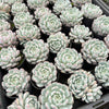 Echeveria 'Viant'