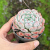 Echeveria 'Viant'