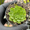 Aeonium aizoon