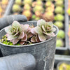 Sedum 'Dark Magic'