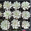 Echeveria 'Violet magic'