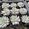 Echeveria 'Violet magic'