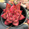 Echeveria agavoides 'Taurus x Romeo'