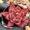 Echeveria agavoides 'Taurus x Romeo'