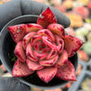 Echeveria agavoides 'Taurus x Romeo'