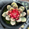 Echeveria ' Jelly Jam '
