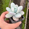 Echeveria 'Snow Beauty' (KRF)